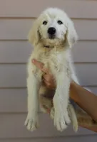 Daisy, a female English Goldendoodle for sale in Washington, TX – 1 of 4