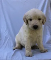 Oakley, a male English Goldendoodle for sale in Washington, TX – 2 of 3
