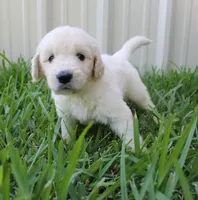 Olly, a male English Goldendoodle for sale in Washington, TX – 4 of 4