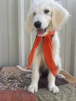 Daisy, a female Goldendoodle and English Goldendoodle for sale in Washington, TX – 6 of 6