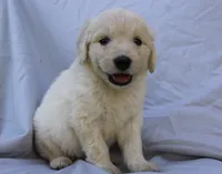 Sunny, a male English Goldendoodle for sale in Washington, TX – 4 of 4