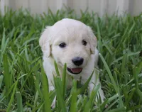 Sunny, a male English Goldendoodle for sale in Washington, TX – 3 of 4