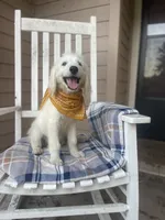 Daisy, a female Goldendoodle and English Goldendoodle for sale in Washington, TX – 5 of 6