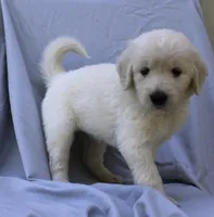 Rosemary, a female English Goldendoodle for sale in Washington, TX – 2 of 4