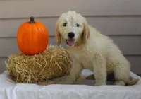 Oakley, a male English Goldendoodle for sale in Washington, TX – 3 of 3
