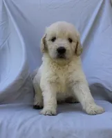 Olly, a male English Goldendoodle for sale in Washington, TX – 2 of 4