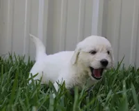 Daisy, a female English Goldendoodle for sale in Washington, TX – 3 of 4