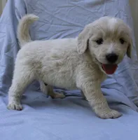 Woody, a male English Goldendoodle for sale in Washington, TX – 3 of 4
