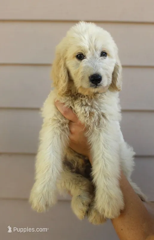 Olly – English Goldendoodle puppy for sale in Washington, TX