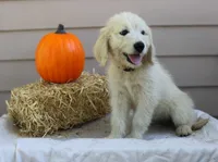 Rosemary, a female English Goldendoodle for sale in Washington, TX – 3 of 4