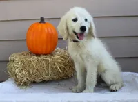 Daisy, a female English Goldendoodle for sale in Washington, TX – 4 of 4