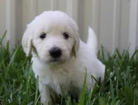 Rosemary, a female English Goldendoodle for sale in Washington, TX – 4 of 4