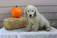 Woody, a male English Goldendoodle for sale in Washington, TX – 2 of 4