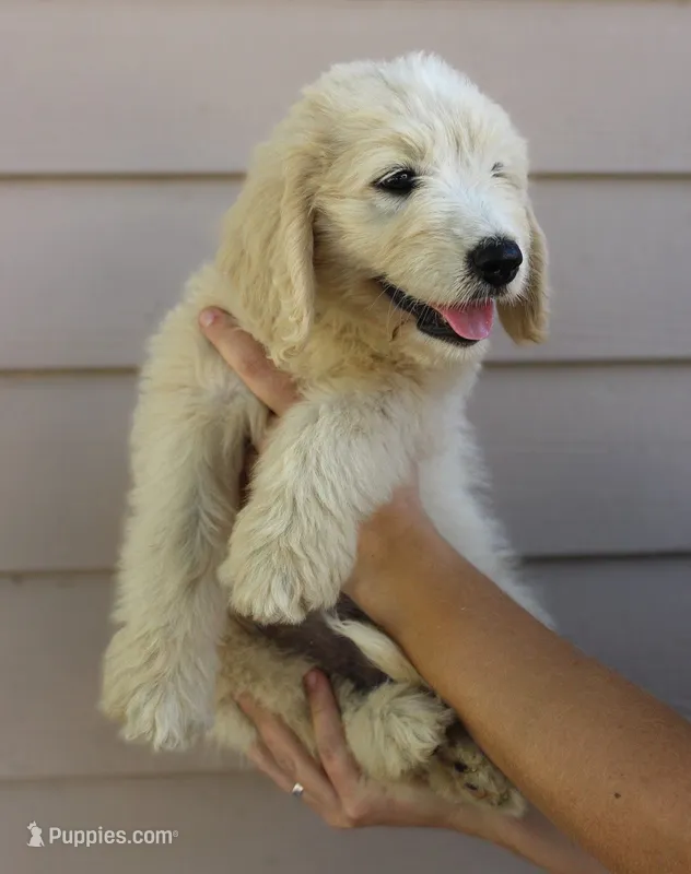 Woody – English Goldendoodle puppy for sale in Washington, TX