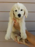 Rosemary, a female English Goldendoodle for sale in Washington, TX – 1 of 4