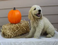 Olly, a male English Goldendoodle for sale in Washington, TX – 3 of 4