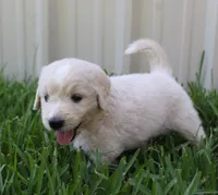 Woody, a male English Goldendoodle for sale in Washington, TX – 4 of 4