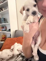 Winne, a male Beagle and Chihuahua for sale in Carmichael, CA – 2 of 5
