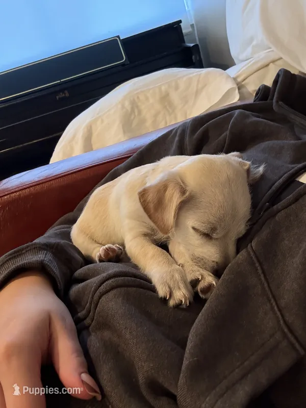Winne – Beagle, Chihuahua puppy for sale in Carmichael, CA