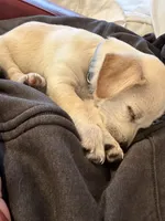 Winne, a male Beagle and Chihuahua for sale in Carmichael, CA – 4 of 5