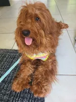 Almond, a female Goldendoodle for sale in Greenacres, FL – Photo 2 of 4