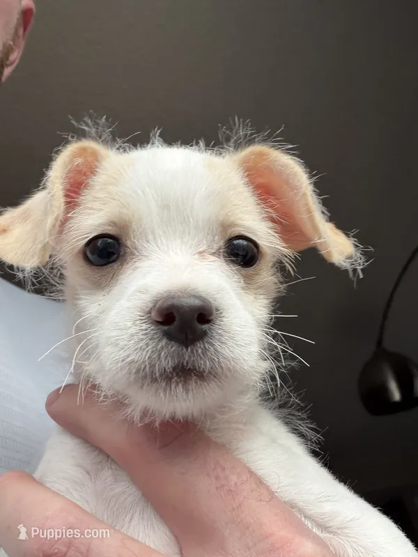 Billie Eyelash  – Cockapoo, Chihuahua puppy for sale in Lakewood, CO