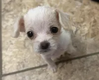 Tiny, a female Cockapoo and Chihuahua for sale in Lakewood, CO – 1 of 1