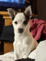 Cutie Pie, a female Chihuahua for sale in Lakewood, CO – 2 of 4