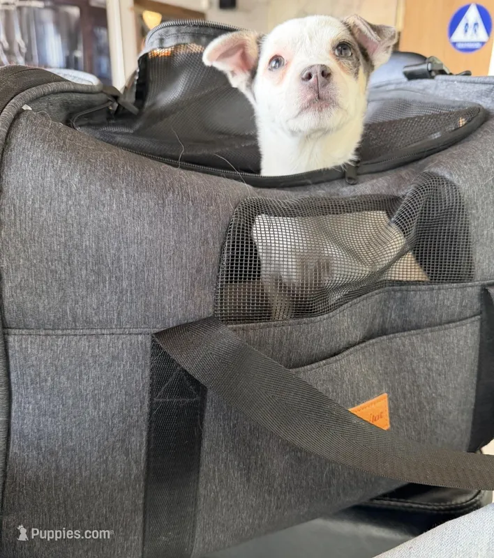 Cutie Pie – Chihuahua puppy for sale in Lakewood, CO