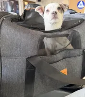 Cutie Pie, a female Chihuahua for sale in Lakewood, CO – 1 of 4