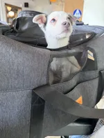 Cutie Pie, a female Chihuahua for sale in Lakewood, CO – 4 of 4