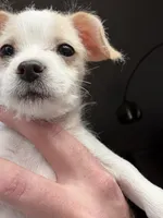Billie Eyelash , a female Cockapoo and Chihuahua for sale in Lakewood, CO – 3 of 9