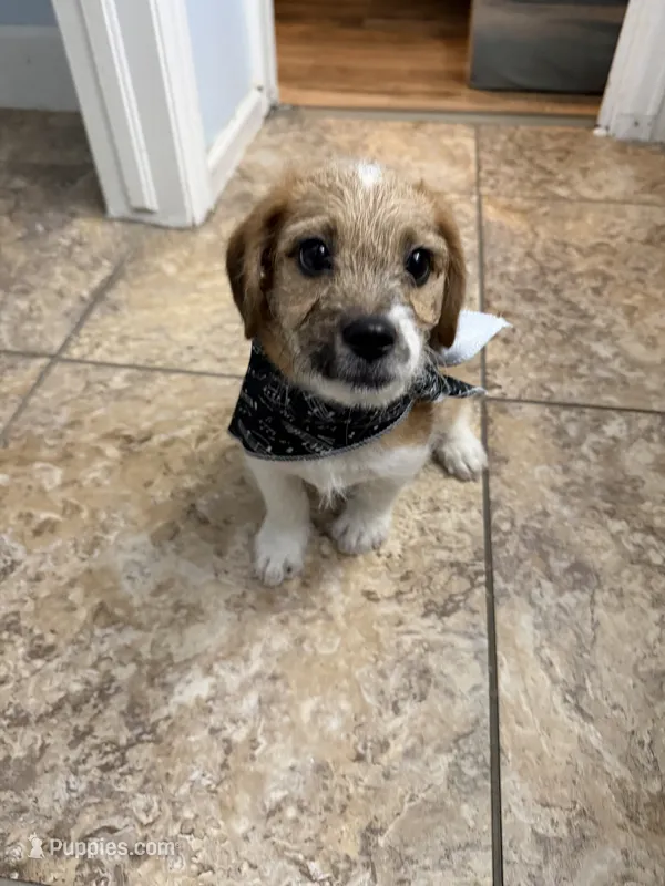 Stryker  – Jack Russell Terrier, Dachshund puppy for sale in Lakewood, CO