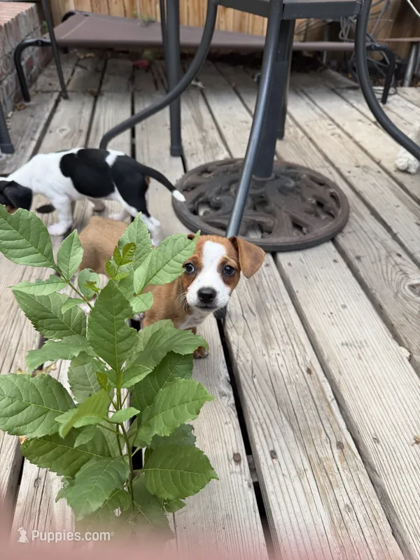 Yang – Beagle, Chihuahua puppy for sale in Lakewood, CO