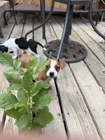 Yang, a female Beagle and Chihuahua for sale in Lakewood, CO – 1 of 1