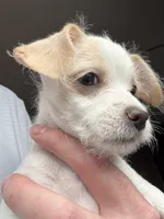 Billie Eyelash , a female Cockapoo and Chihuahua for sale in Lakewood, CO – 4 of 9