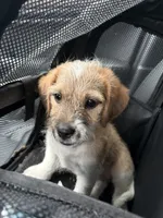 Stryker , a male Jack Russell Terrier and Dachshund for sale in Lakewood, CO – 2 of 2