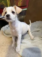Billie Eyelash , a female Cockapoo and Chihuahua for sale in Lakewood, CO – 2 of 9