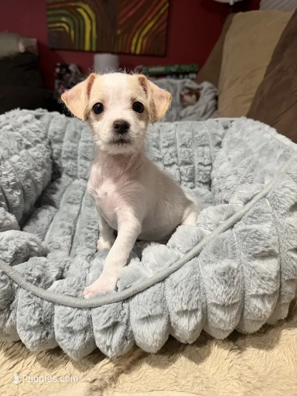 Tiny – Cockapoo, Chihuahua puppy for sale in Lakewood, CO