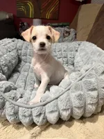 Billie Eyelash , a female Cockapoo and Chihuahua for sale in Lakewood, CO – 1 of 5