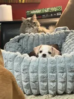 Billie Eyelash , a female Cockapoo and Chihuahua for sale in Lakewood, CO – 3 of 5