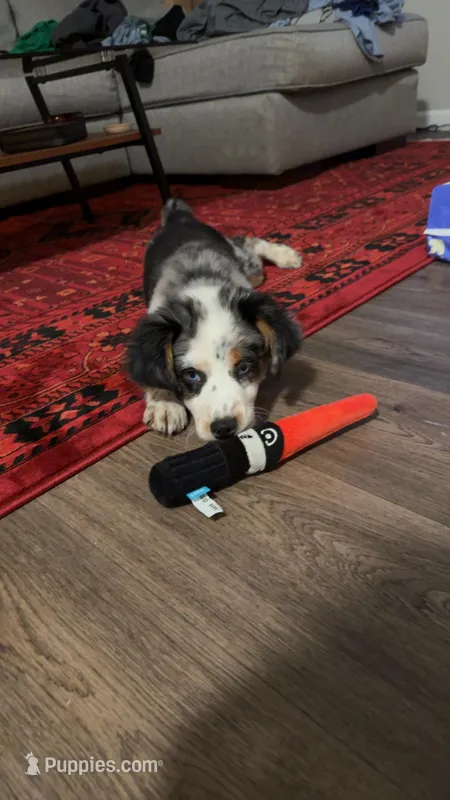 Moose  – Australian Shepherd puppy for sale in Hickory, NC