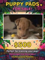 Xazavier , a male American Pit Bull Terrier for sale in Florence, SC – 7 of 10