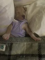 Xazavier , a male American Pit Bull Terrier for sale in Florence, SC – 9 of 10