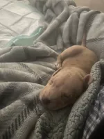 Xazavier , a male American Pit Bull Terrier for sale in Florence, SC – 3 of 10