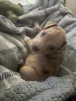 Xazavier , a male American Pit Bull Terrier for sale in Florence, SC – 5 of 10