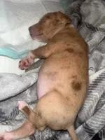 Xazavier , a male American Pit Bull Terrier for sale in Florence, SC – 2 of 10