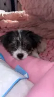Bella, a female Shih Tzu for sale in Brooklyn, NY – 2 of 2