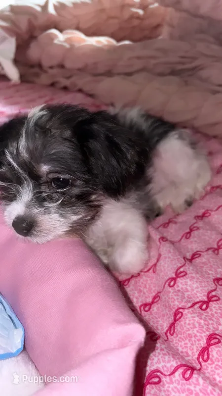 Bella – Shih Tzu puppy for sale in Brooklyn, NY