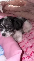 Bella, a female Shih Tzu for sale in Brooklyn, NY – 1 of 2